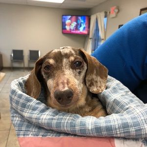 Meet your Posher, Daina